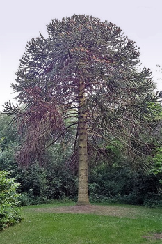 Monkey Puzzle Tree